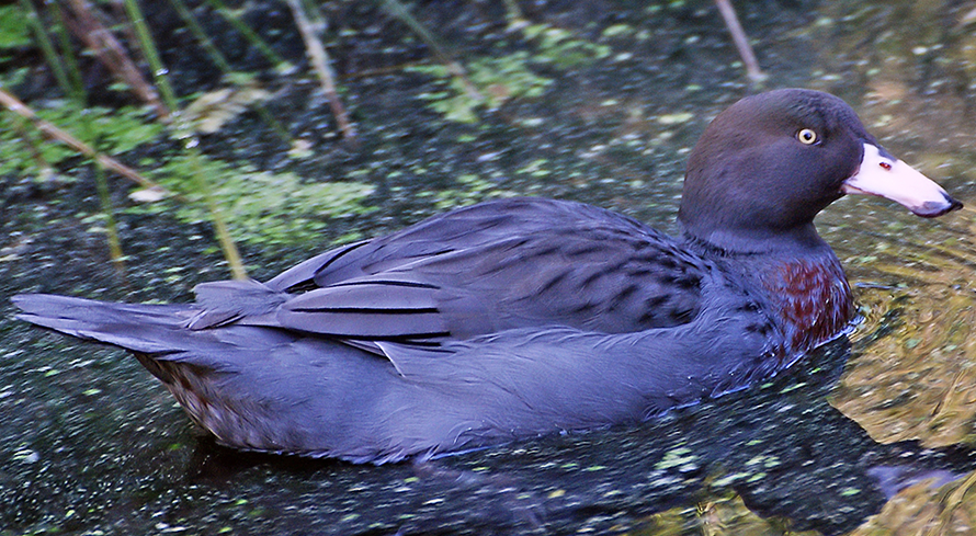 Whio NZ native blue duck